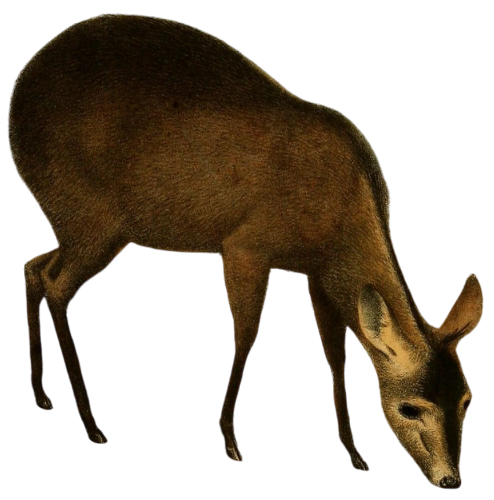 Image description